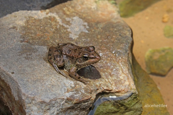 Sahara-Wasserfrosch (Pelophylax saharicus)